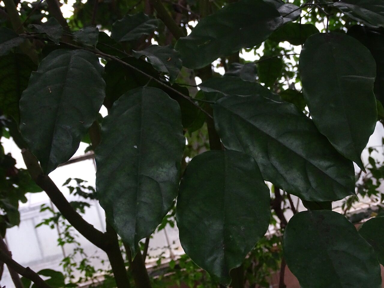 Baphia nitida — search result for 'Central Africa'