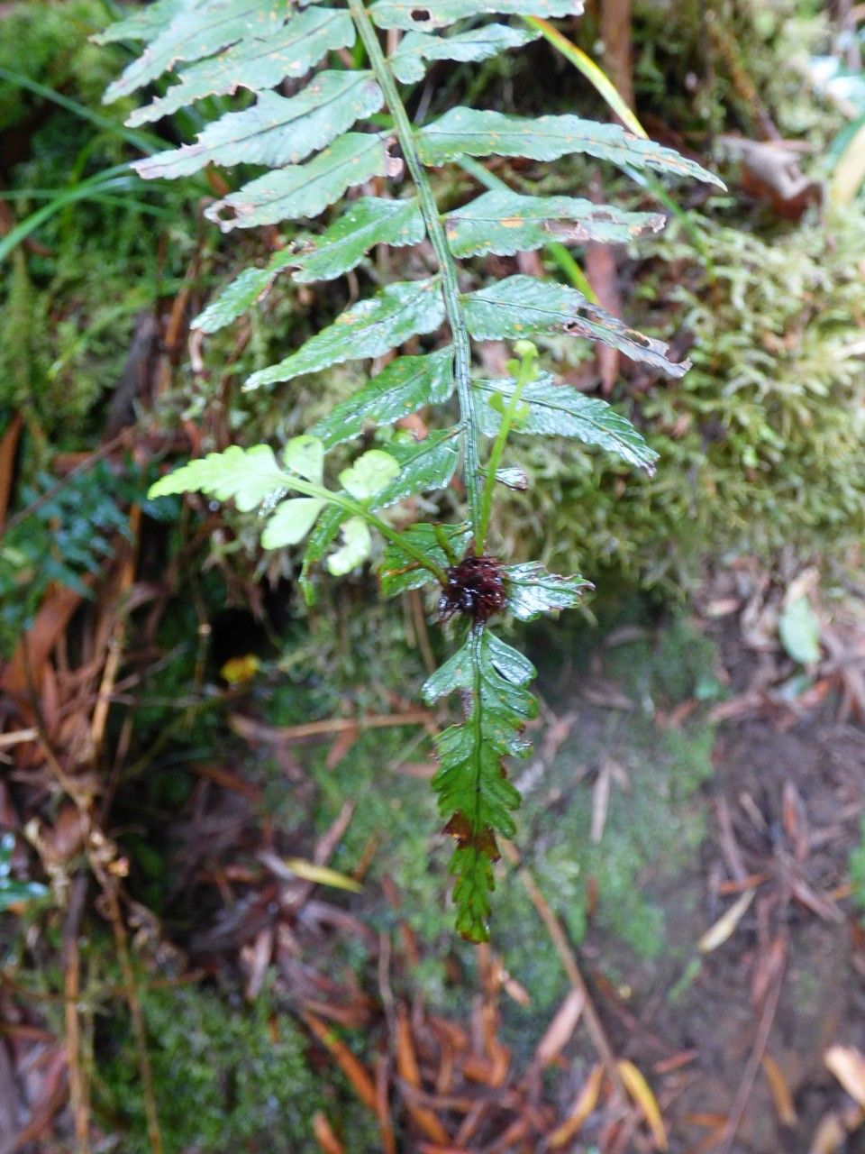 Asplenium boltonii leaf