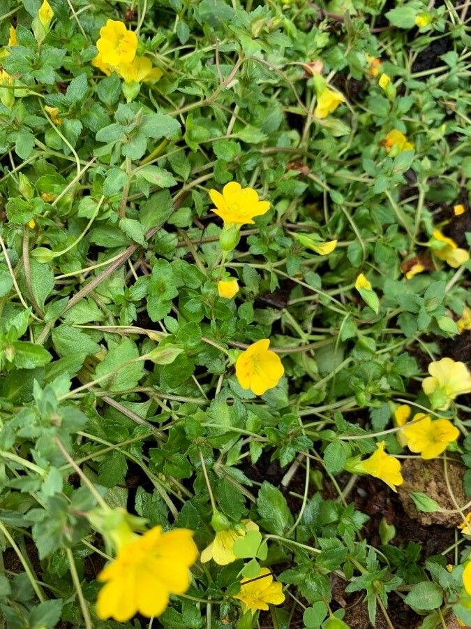 Mecardonia procumbens habit