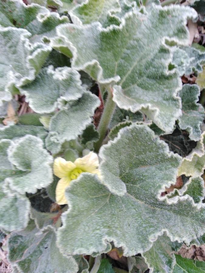 Ecballium elaterium flower