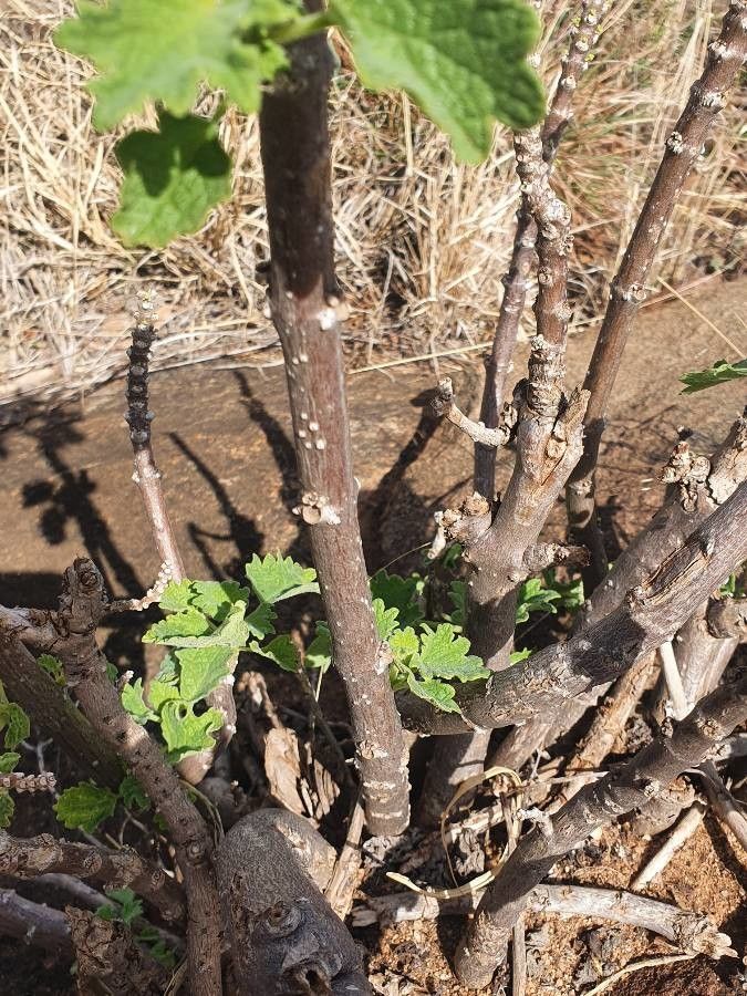 Tetradenia urticifolia bark