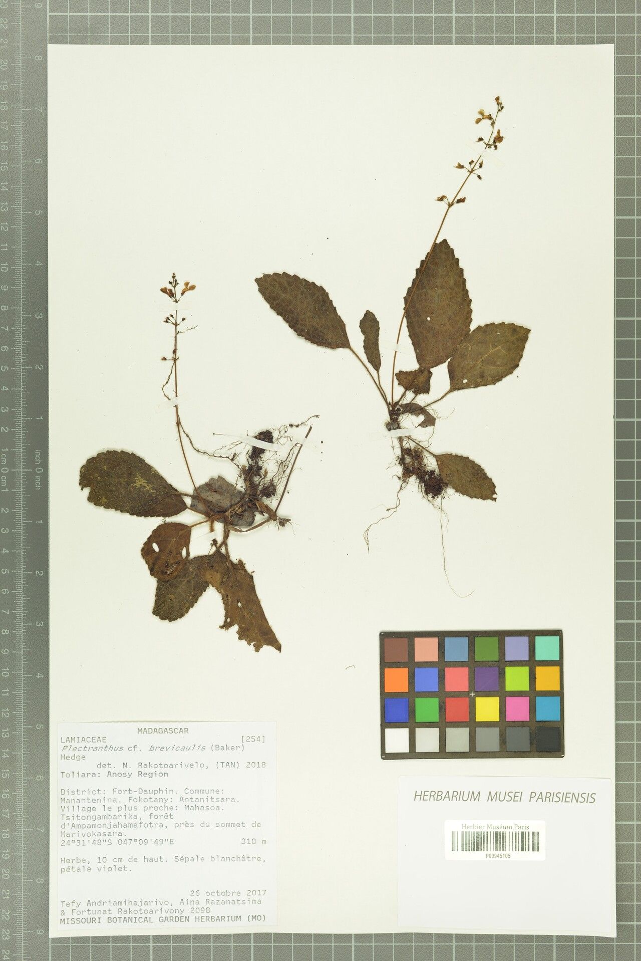 Plectranthus brevicaulis — search result for 'Plectranthus'