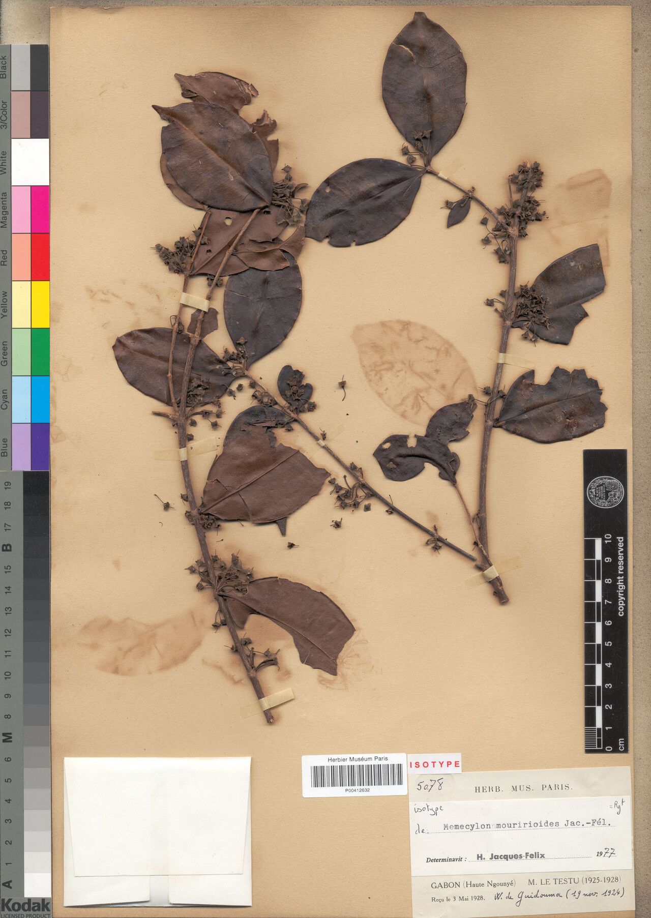 Memecylon mouririoides — search result for 'Memecylon'