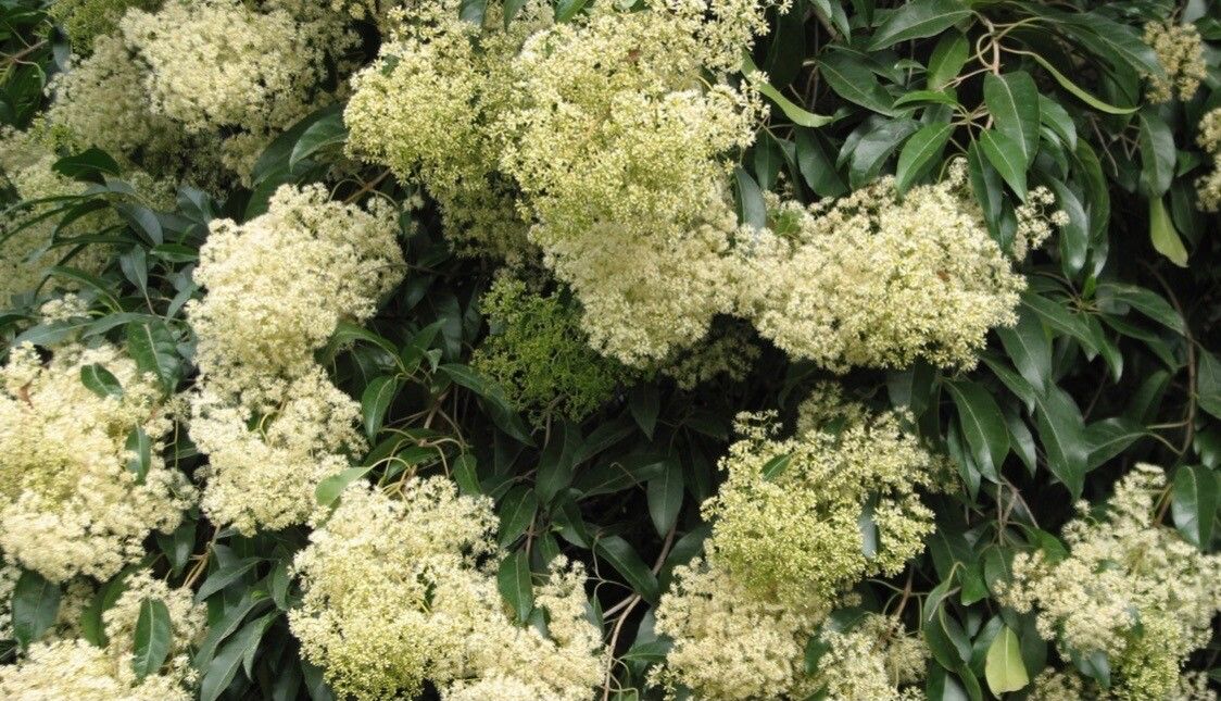 Nuxia floribunda flower