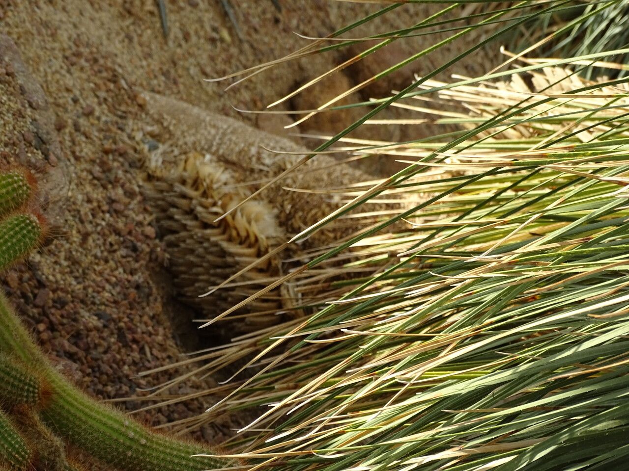 Dasylirion acrotrichum bark