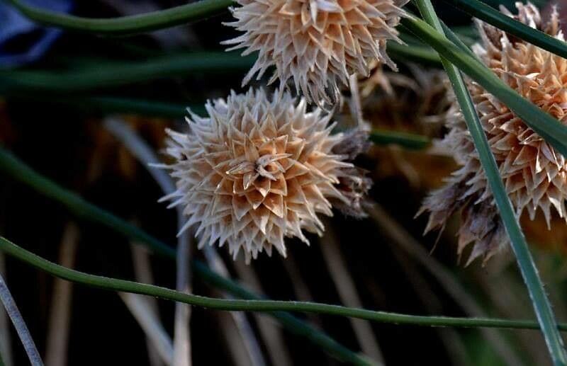 Kingia australis — houseplant care guide