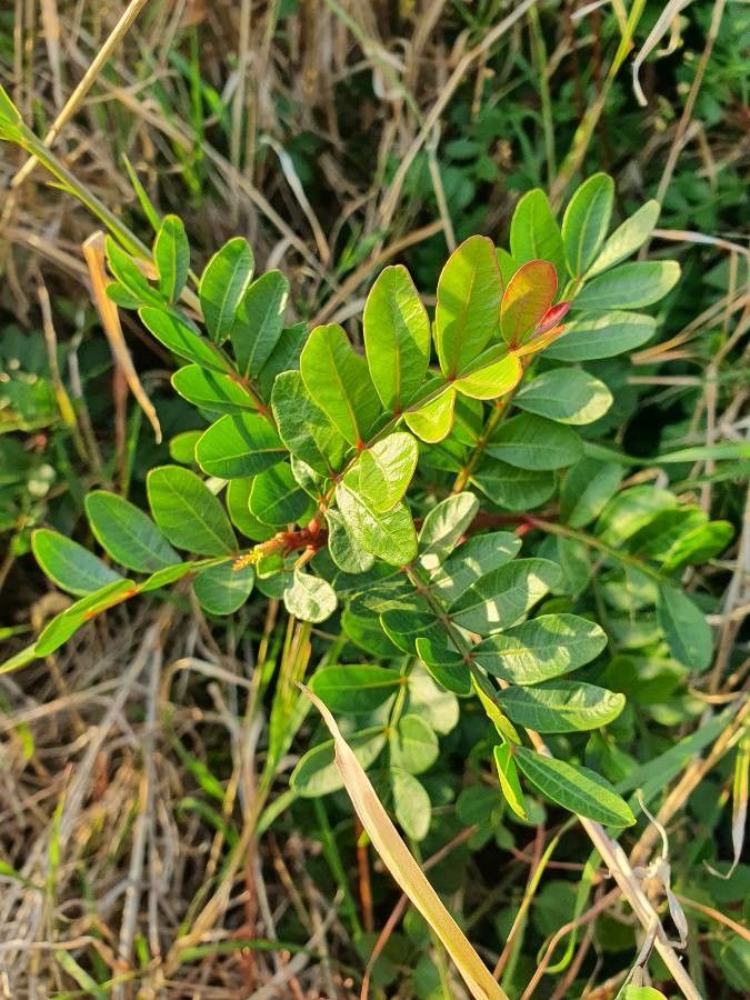 Pistacia aethiopica leaf