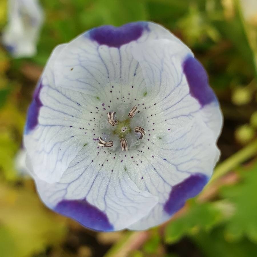 Nemophila maculata flower