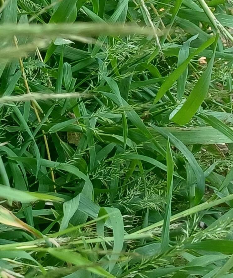 Muhlenbergia frondosa — houseplant care guide