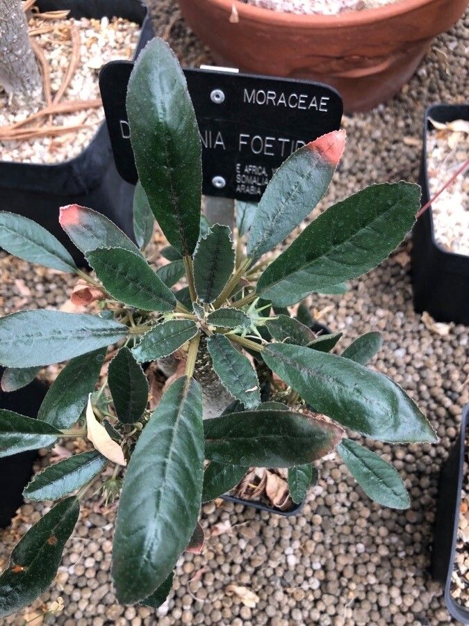 Dorstenia foetida — search result for 'Congo'