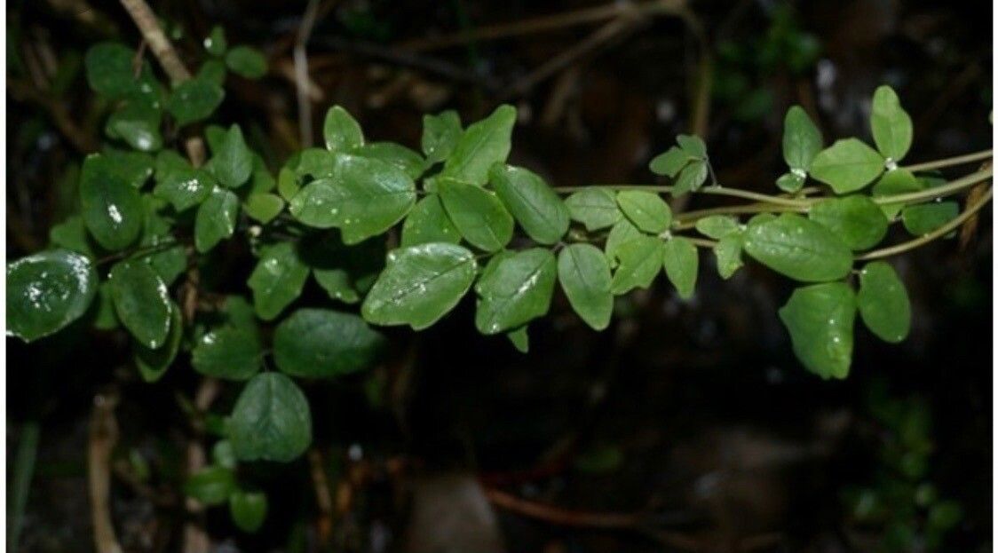 Boquila trifoliolata — search result for 'Lardizabalaceae'