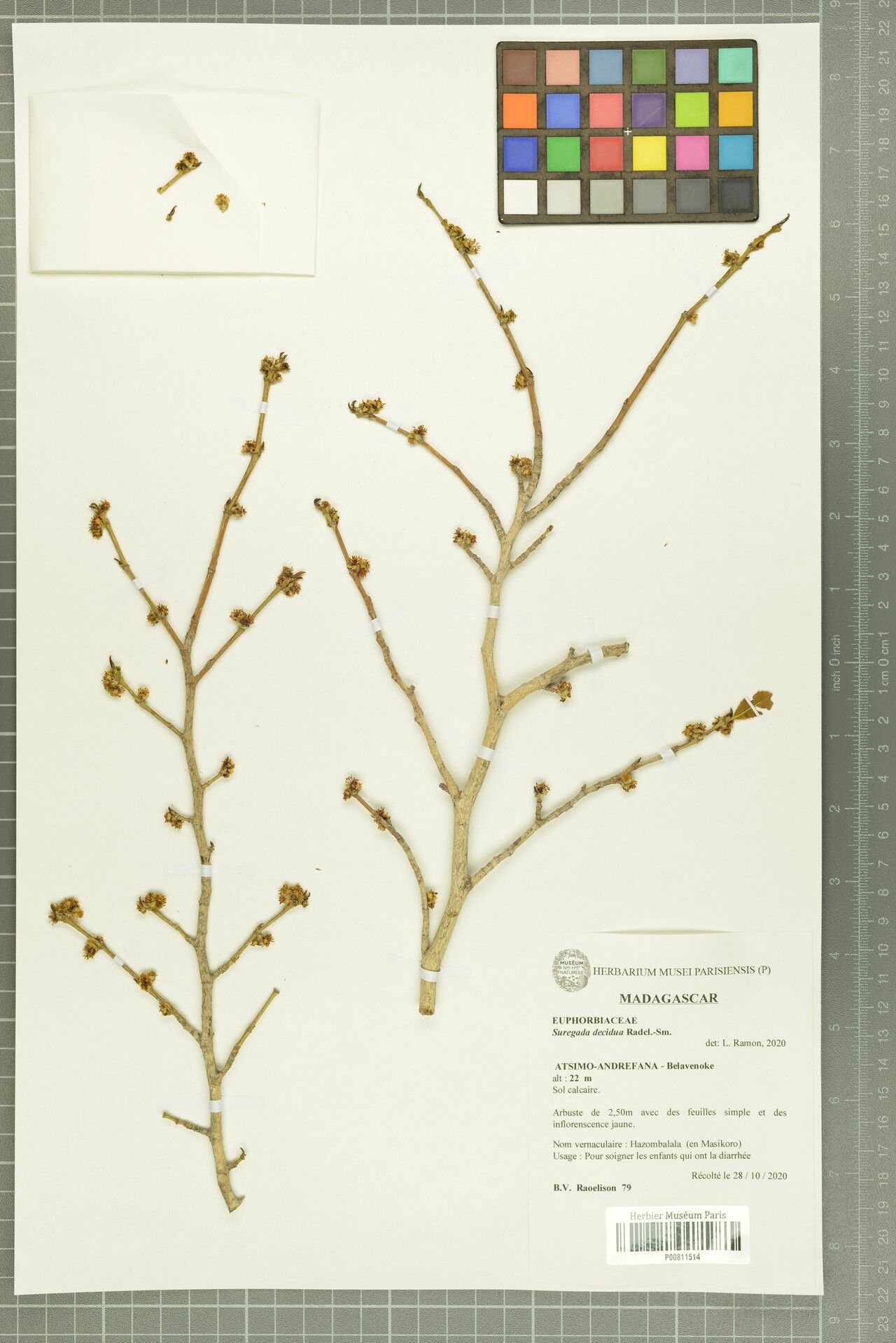 Suregada decidua — houseplant care guide