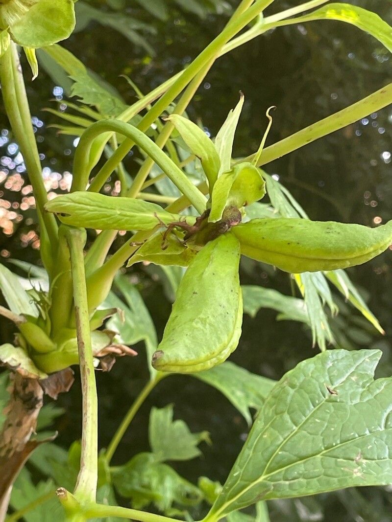Paeonia ludlowii fruit