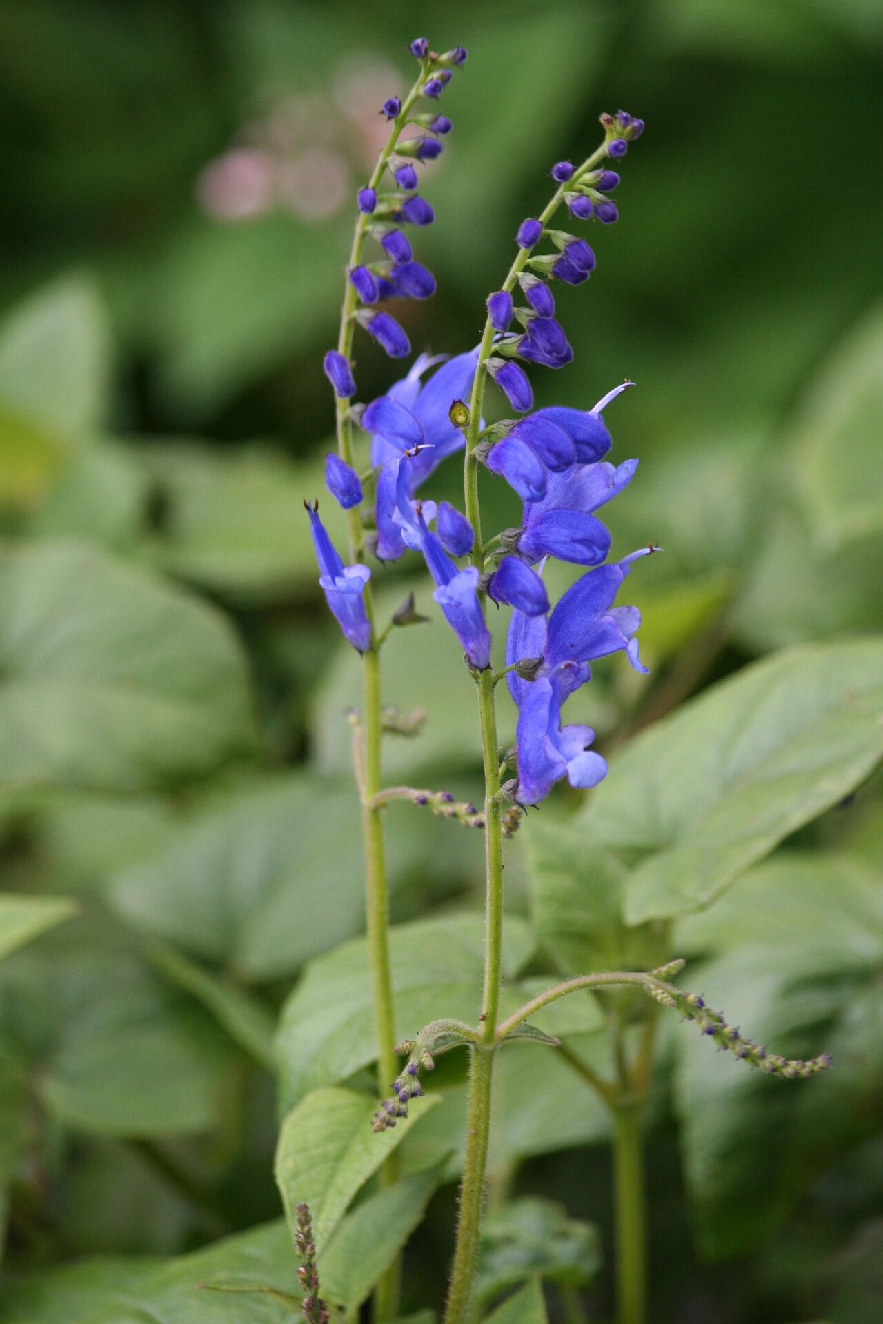 Salvia cacaliifolia flower