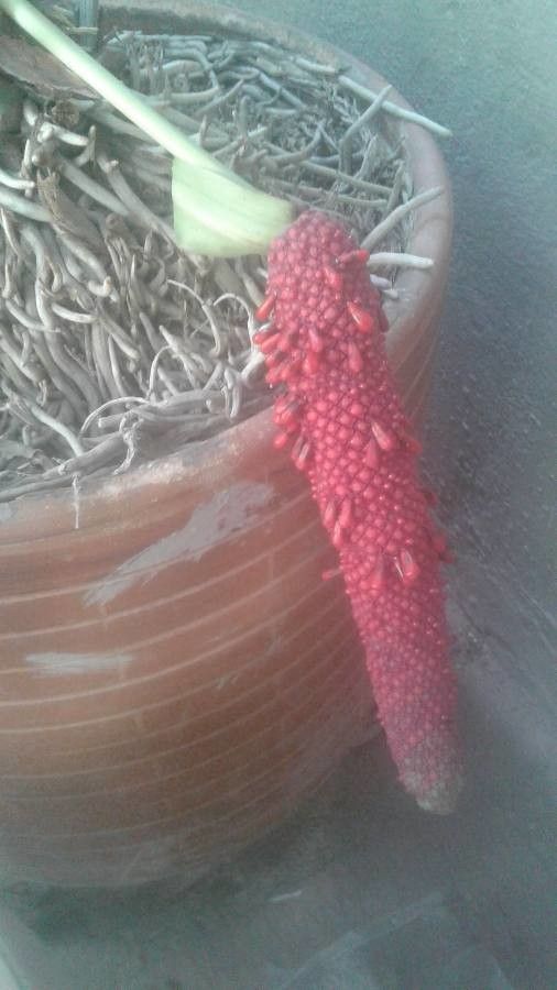 Anthurium cubense fruit