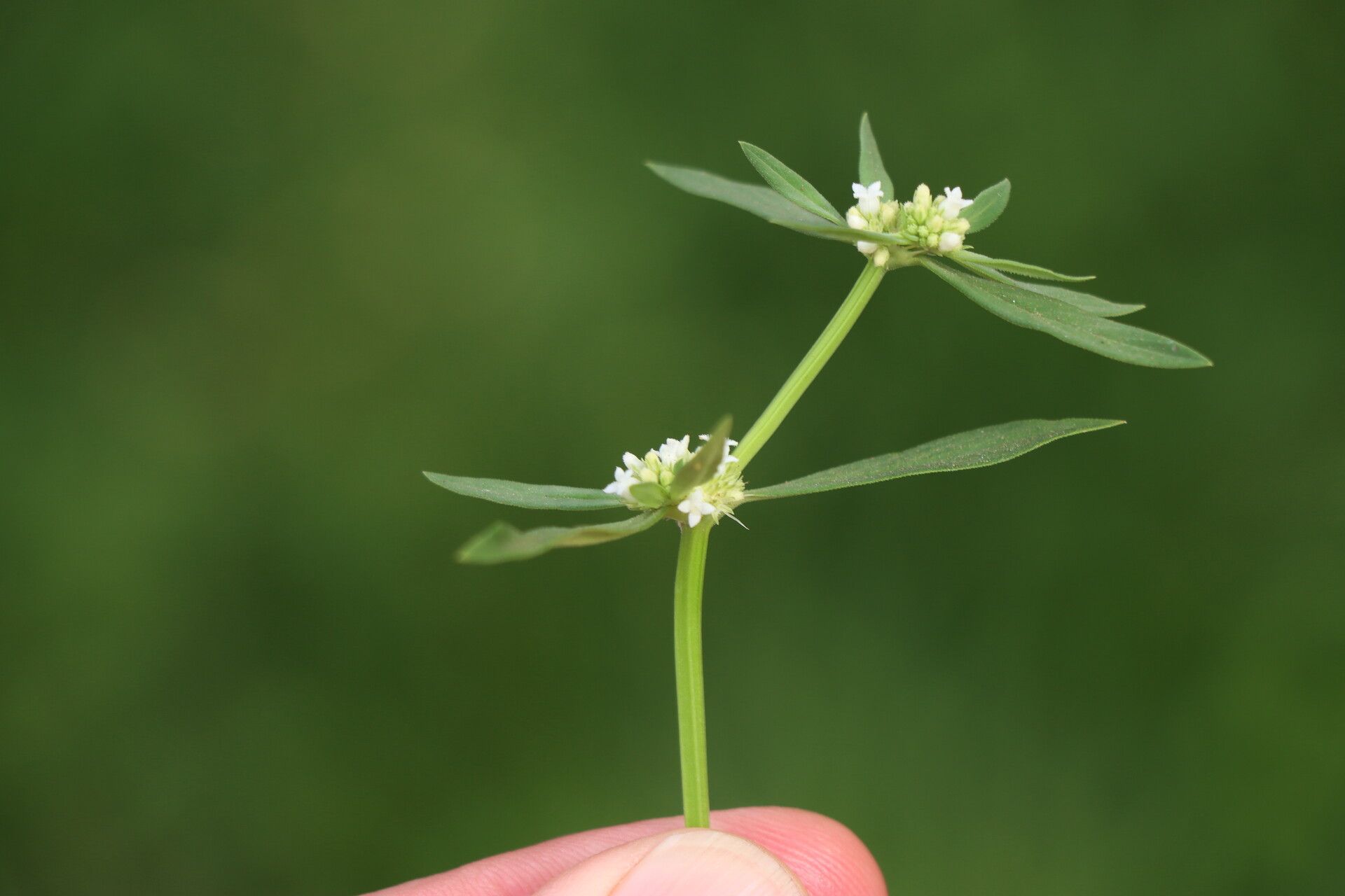 Spermacoce eryngioides — search result for 'Spermacoce'