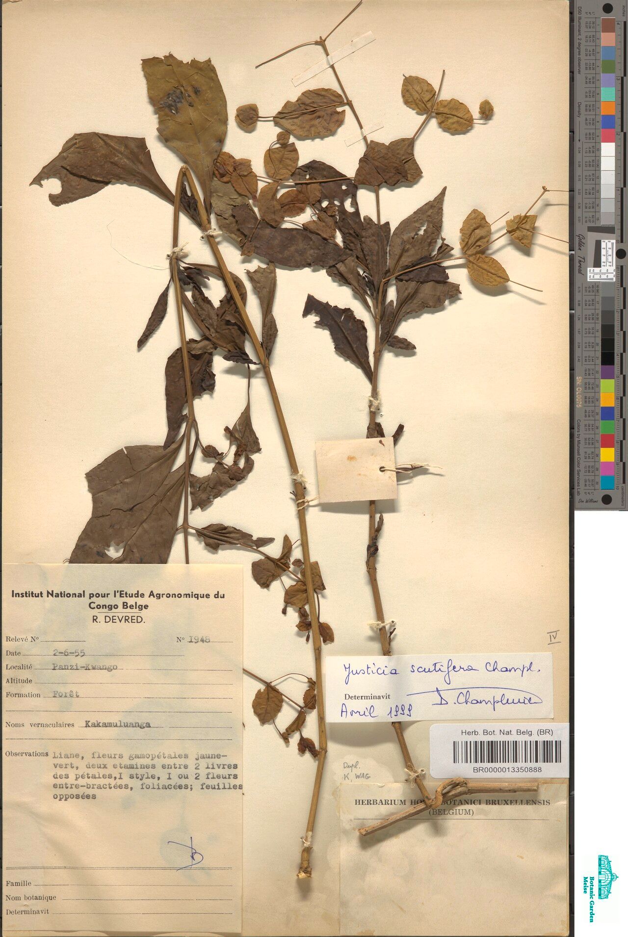 Justicia scutifera — houseplant care guide