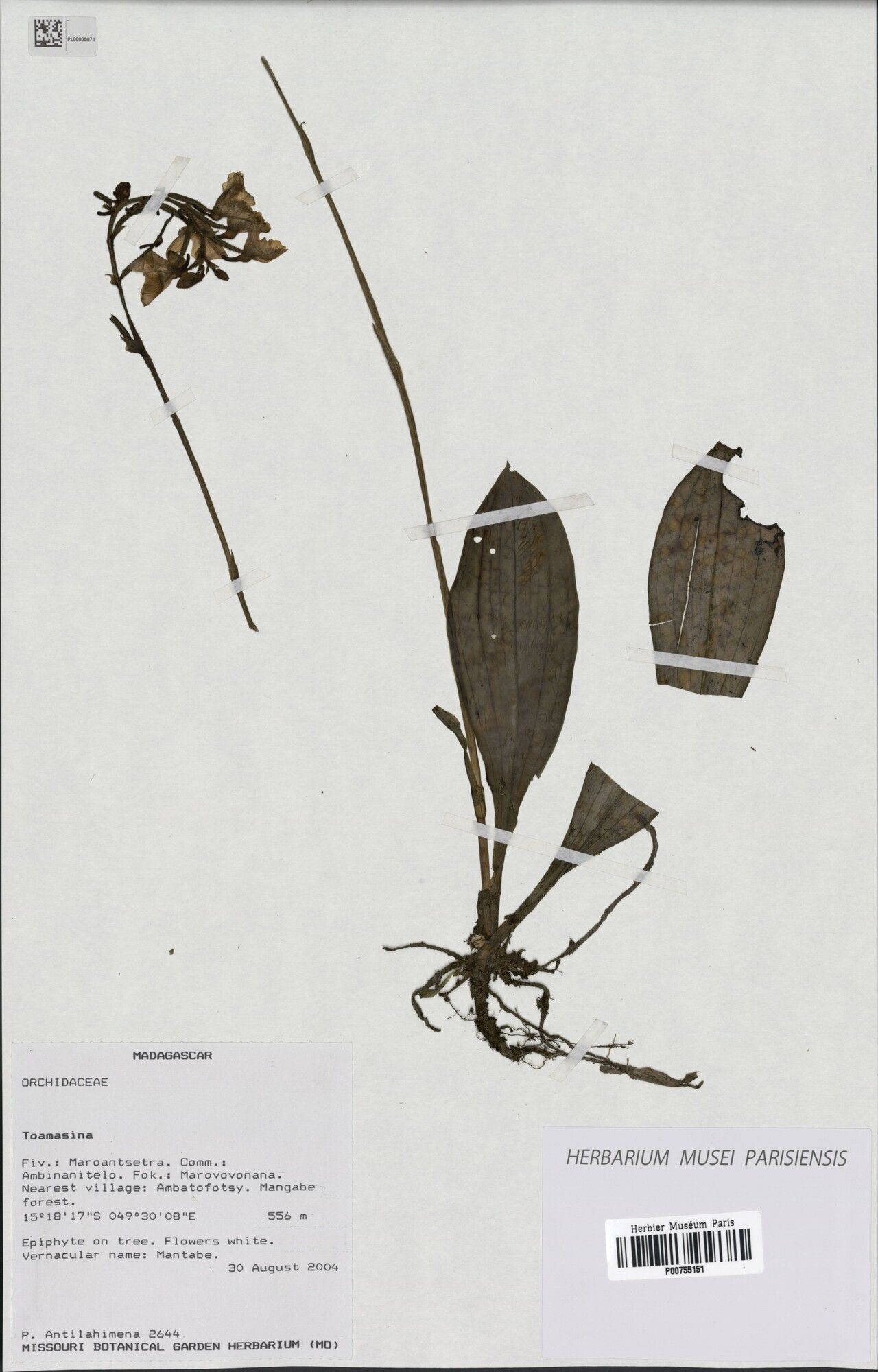 Cynorkis mangabensis — houseplant care guide