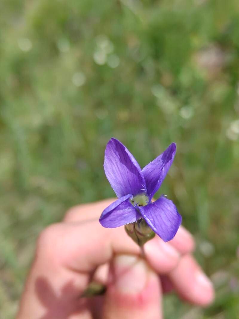 Gentianopsis barbata flower