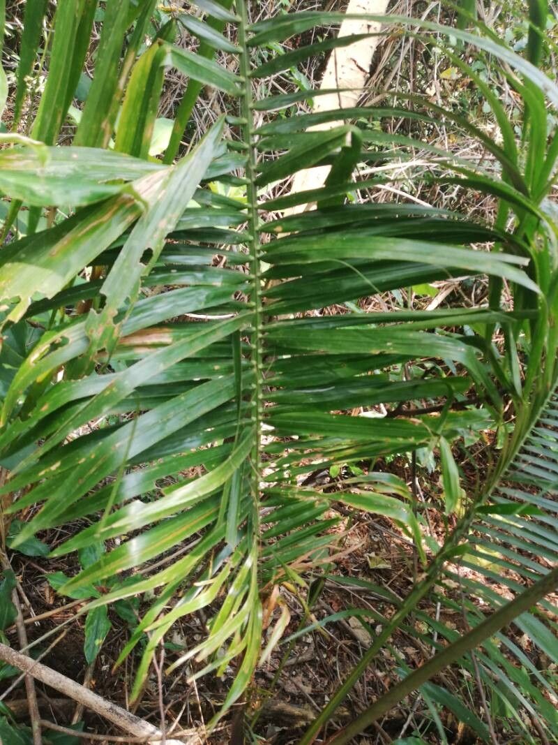 Raphia gentiliana — related species from the same genus