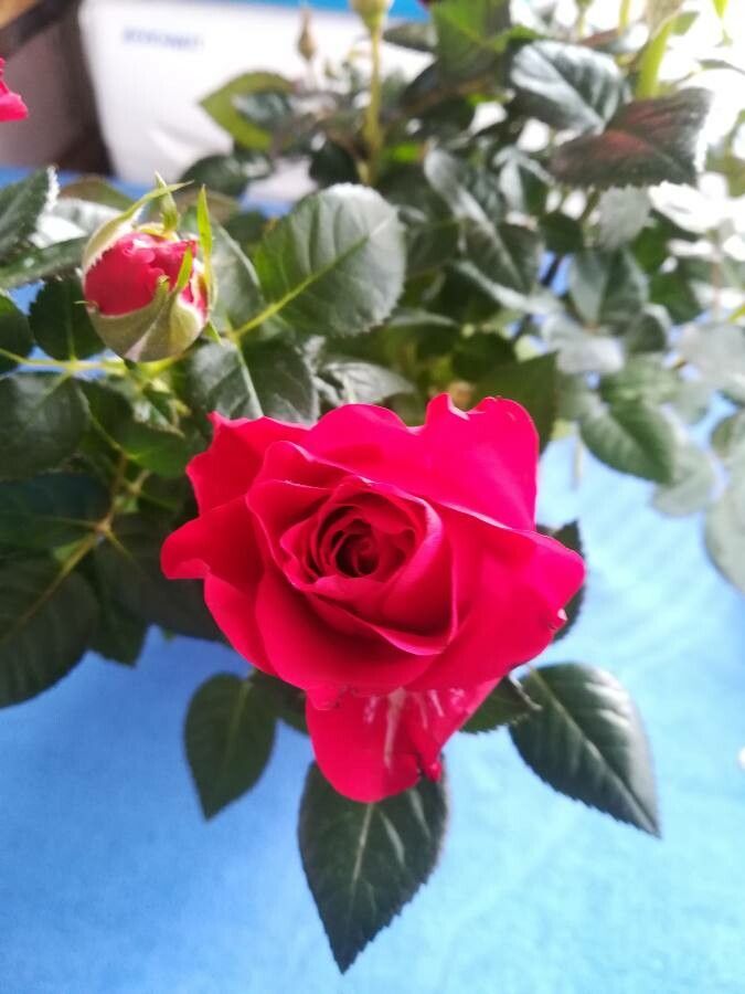 Rosa indica — search result for 'Bamboo'