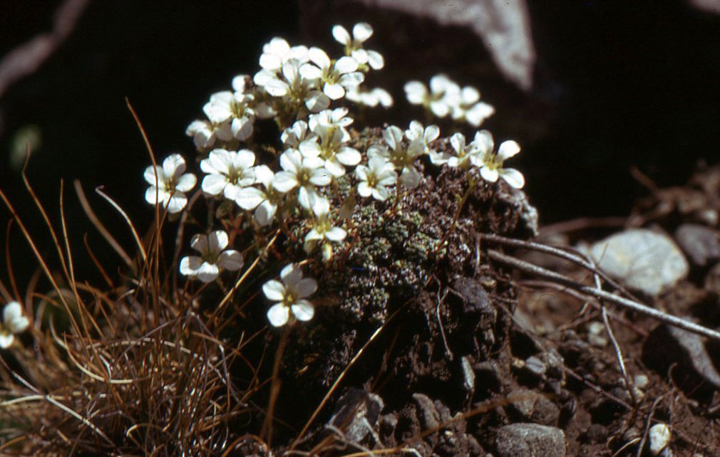 Saxifraga valdensis habit