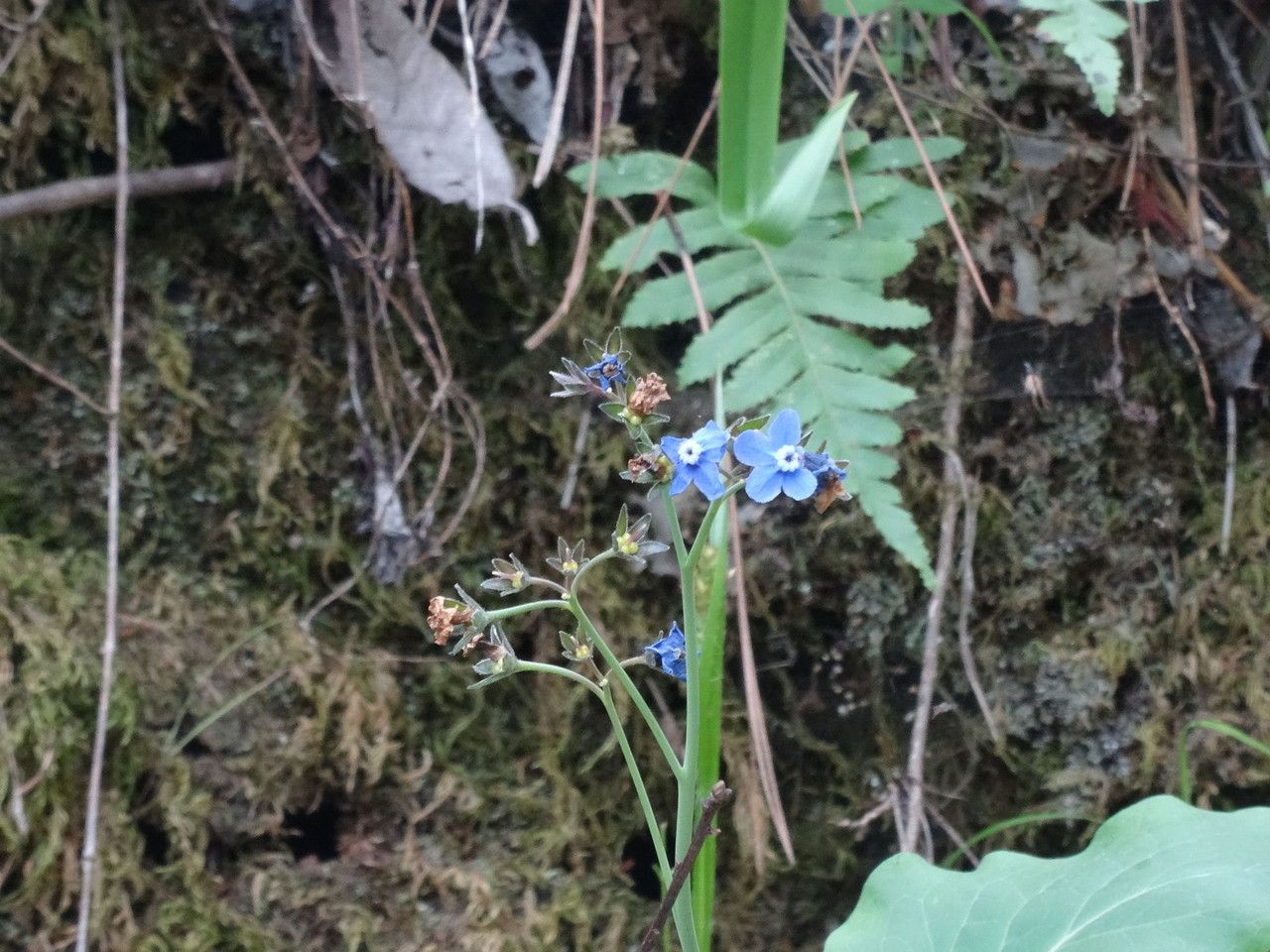 Adelinia grandis bark