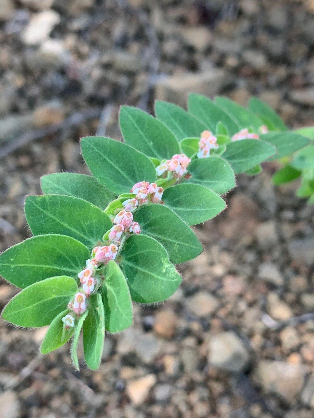 Euphorbia tettensis flower