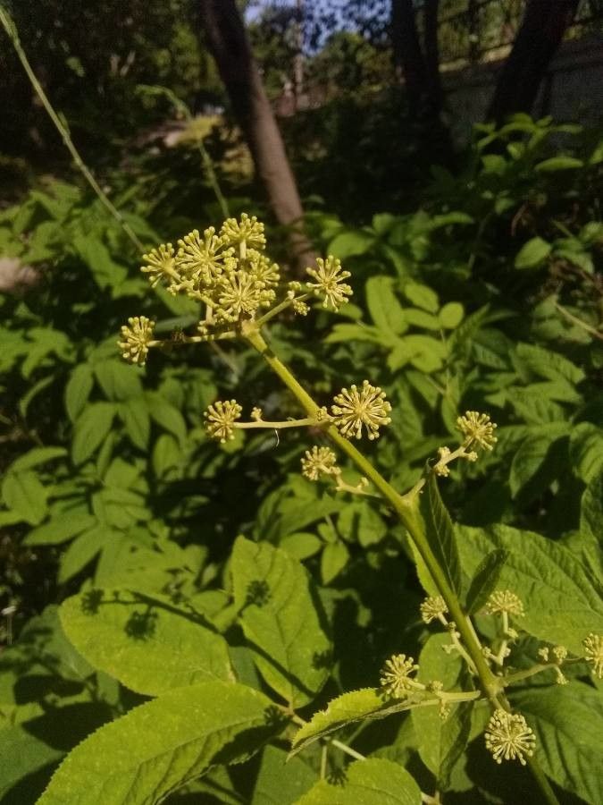 Aralia californica fruit