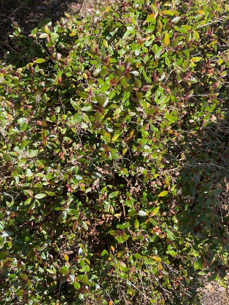 Veronica catarractae habit