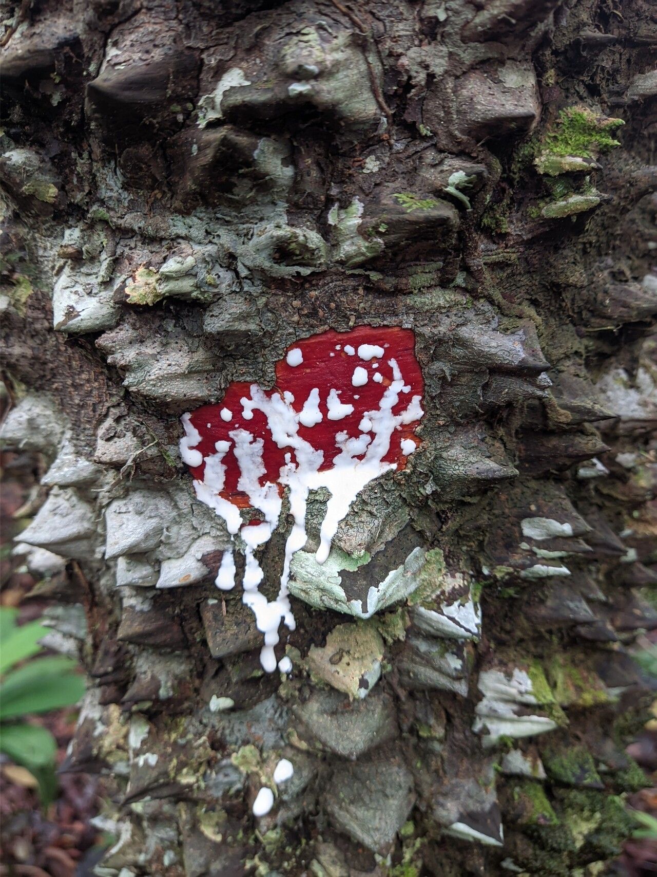 Lacmellea gracilis bark