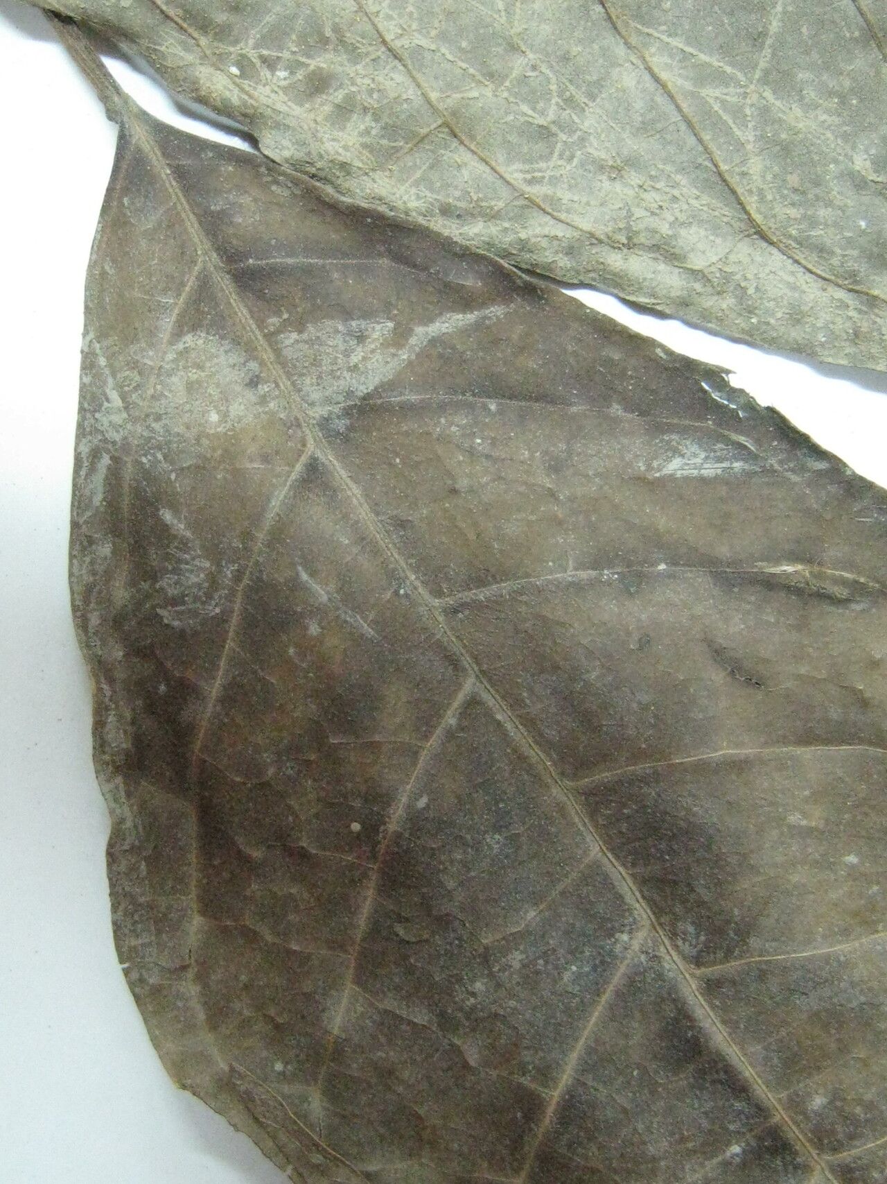 Tabebuia fluviatilis — search result for 'Tabebuia'