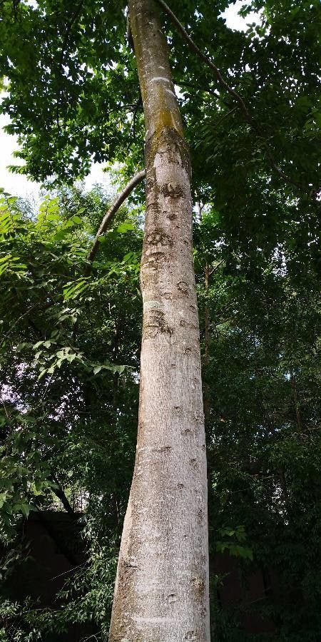 Antiaris toxicaria habit