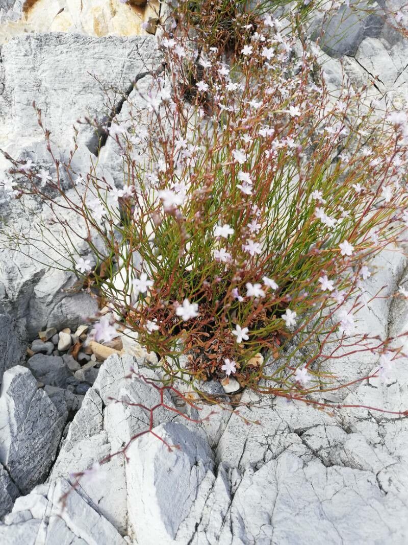 Limonium remotispiculum flower