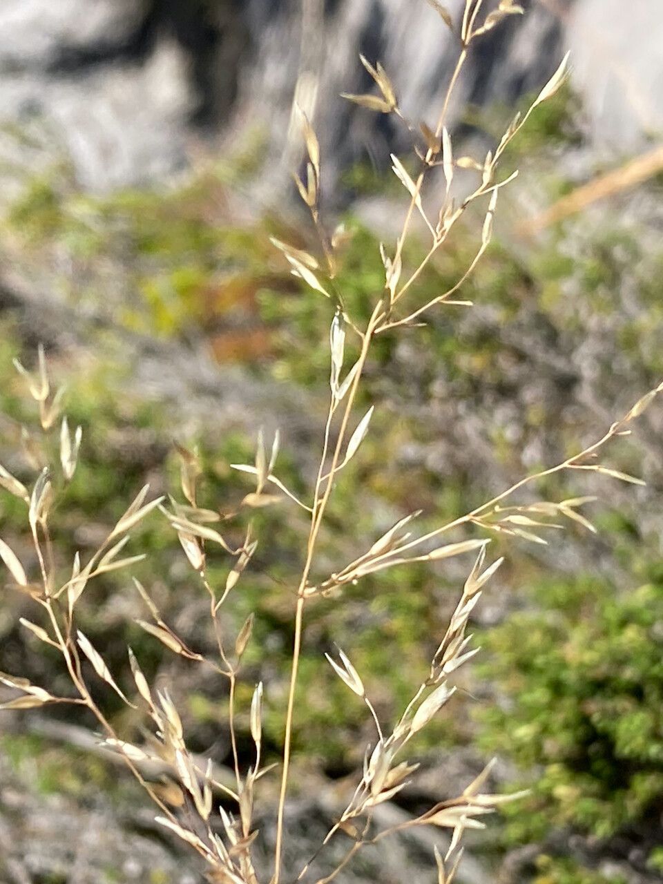 Calamagrostis effusa flower