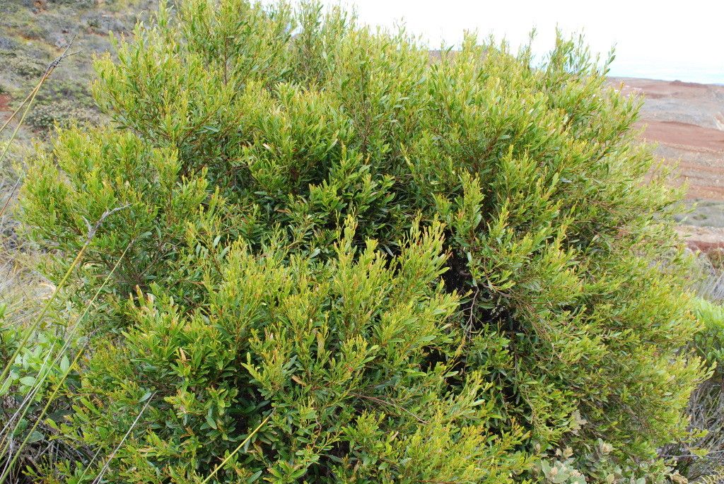 Stenocarpus phyllodineus — houseplant care guide