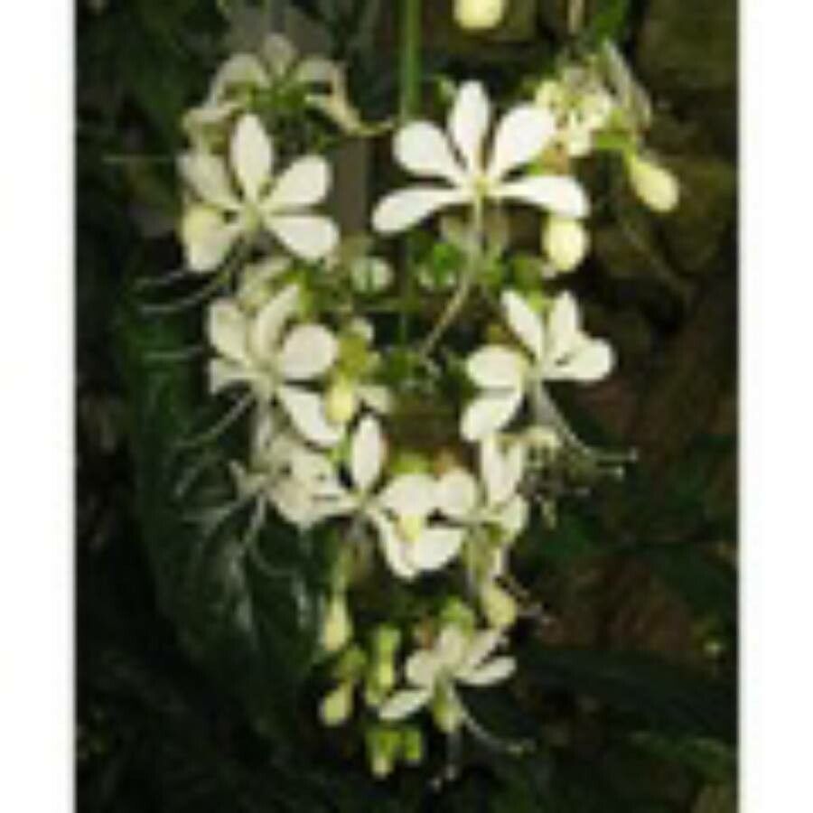 Clerodendrum wallichii habit