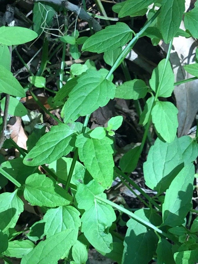 Scutellaria barbata — natural insect repellents houseplant