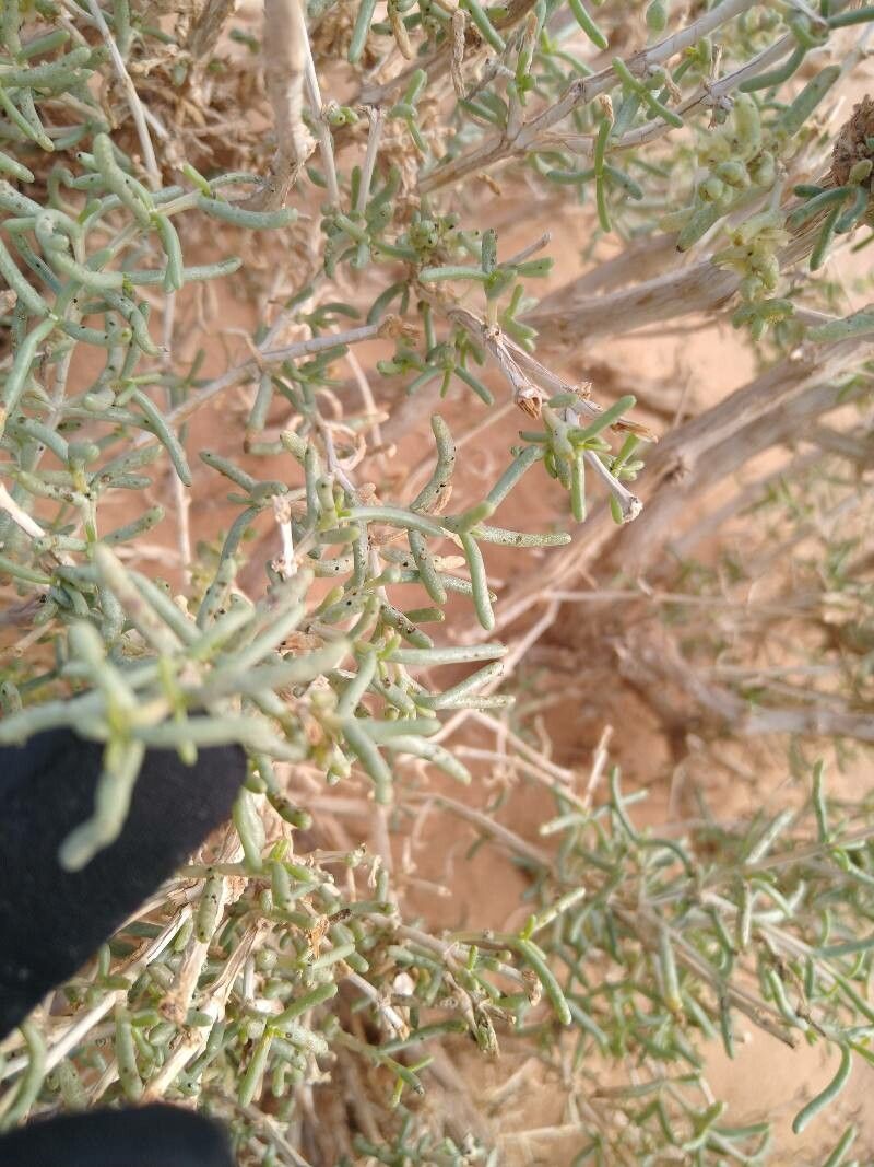 Soda longifolia leaf