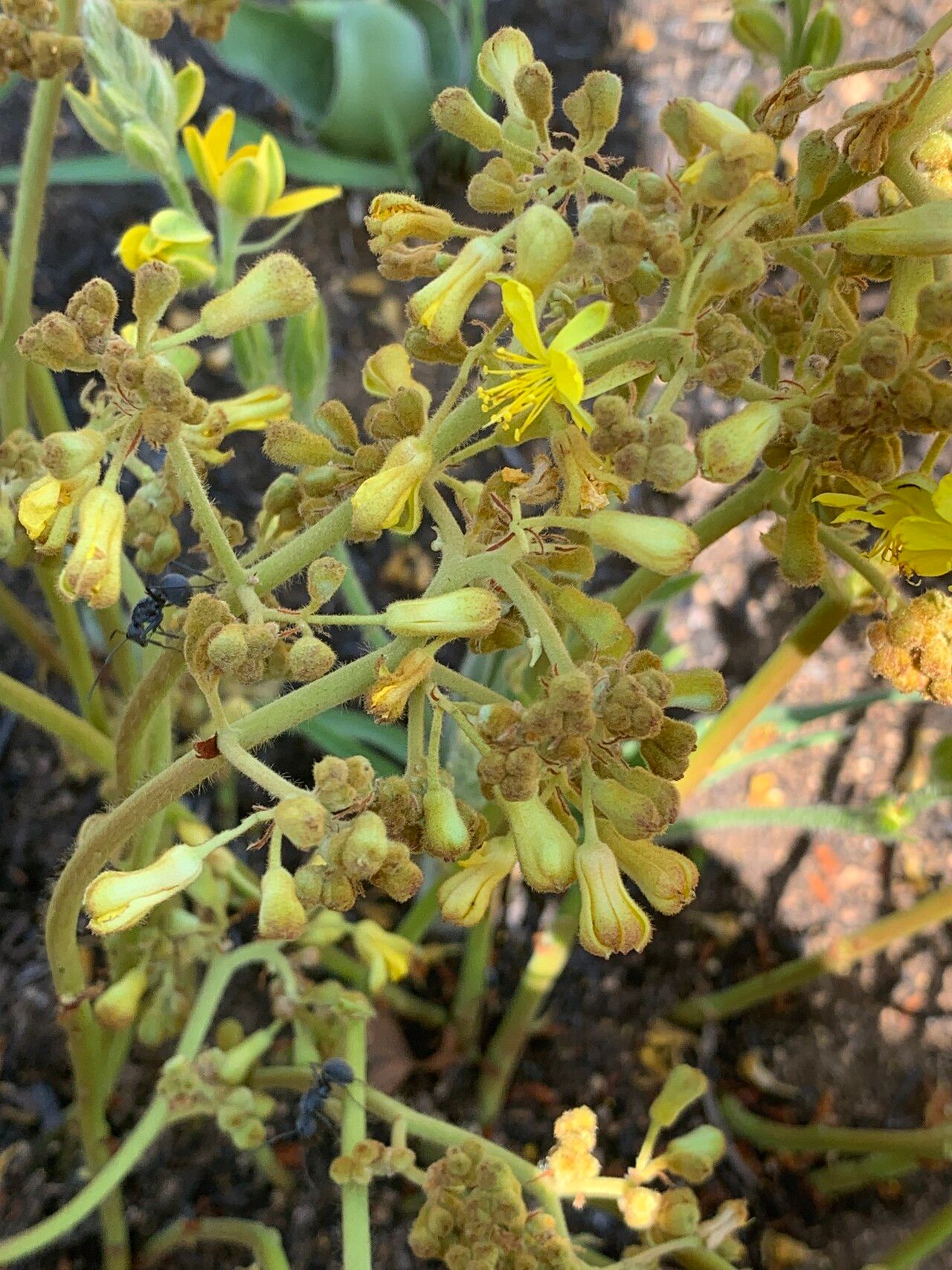 Triumfetta welwitschii flower