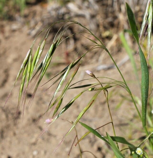 Bromus pectinatus flower
