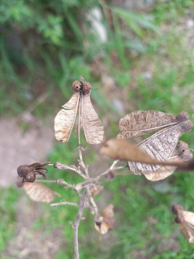 Serjania caracasana — houseplant care guide