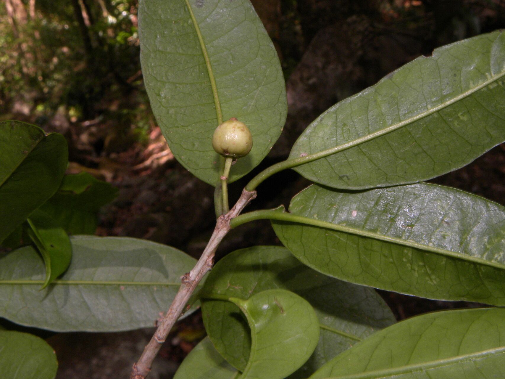 Ilex haberi fruit