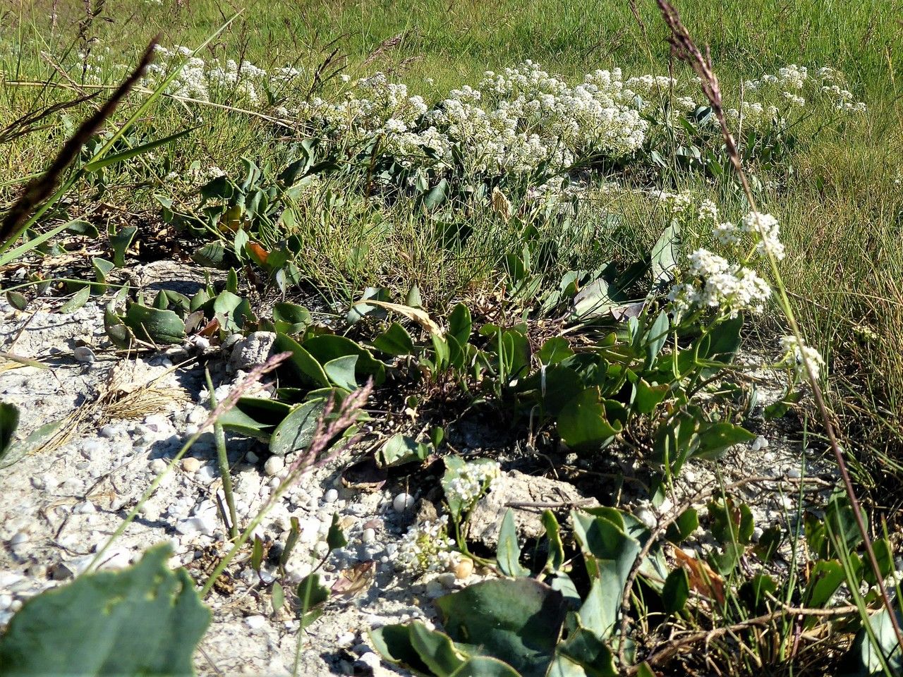 Lepidium cartilagineum flower