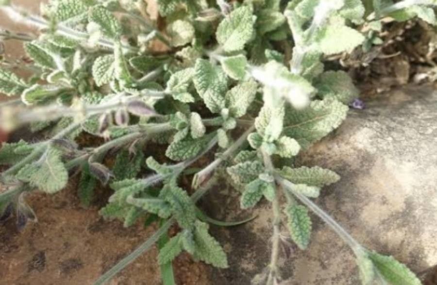 Salvia aegyptiaca — houseplant care guide