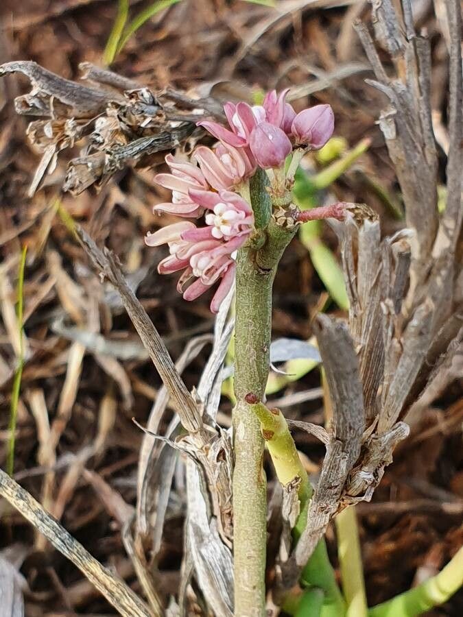 Cynanchum vanlessenii flower