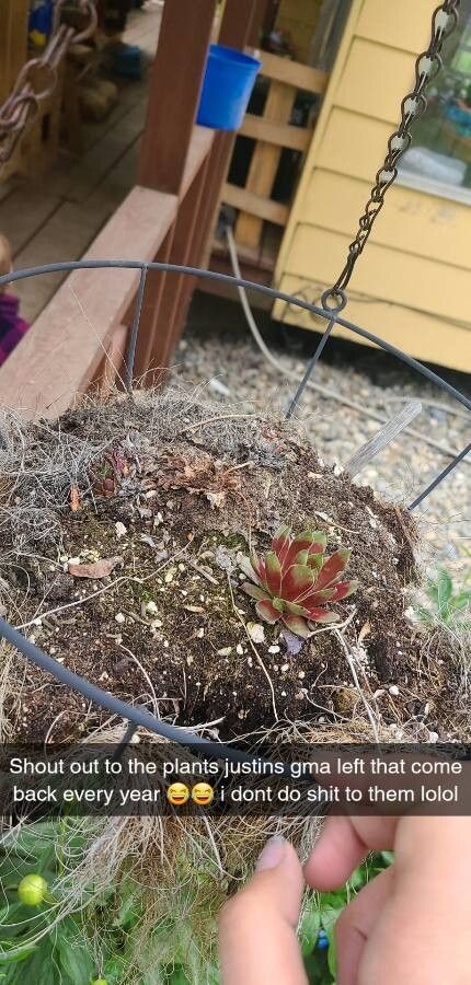 Dudleya candelabrum leaf