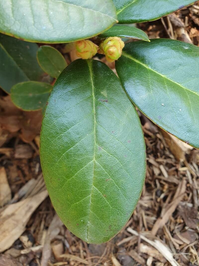 Rhododendron haematodes — houseplant care guide