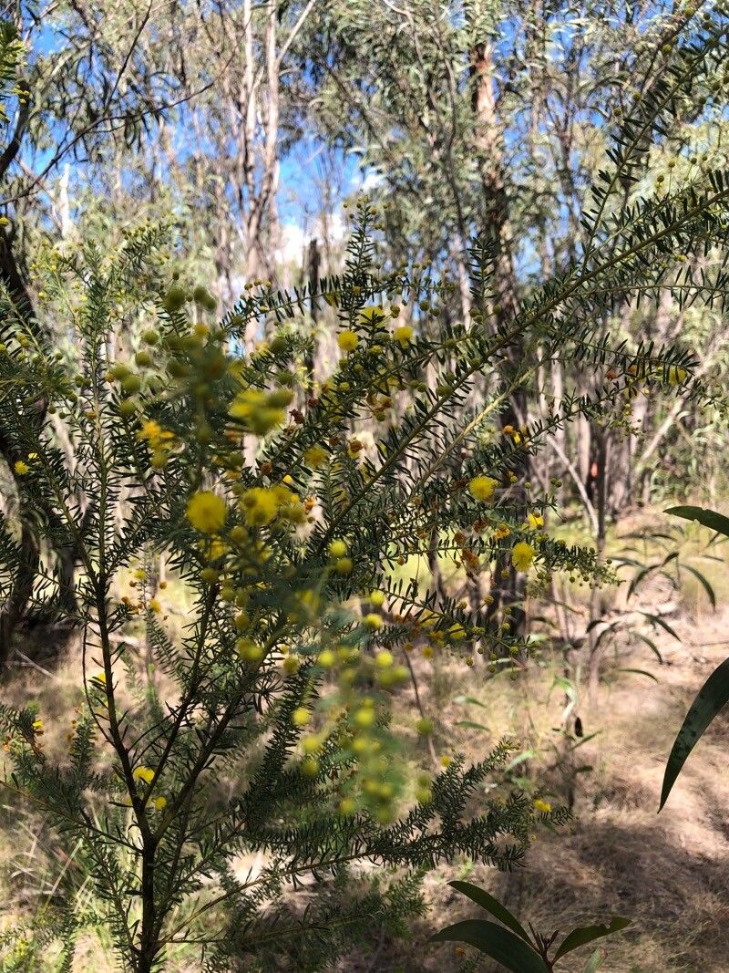 Acacia conferta flower