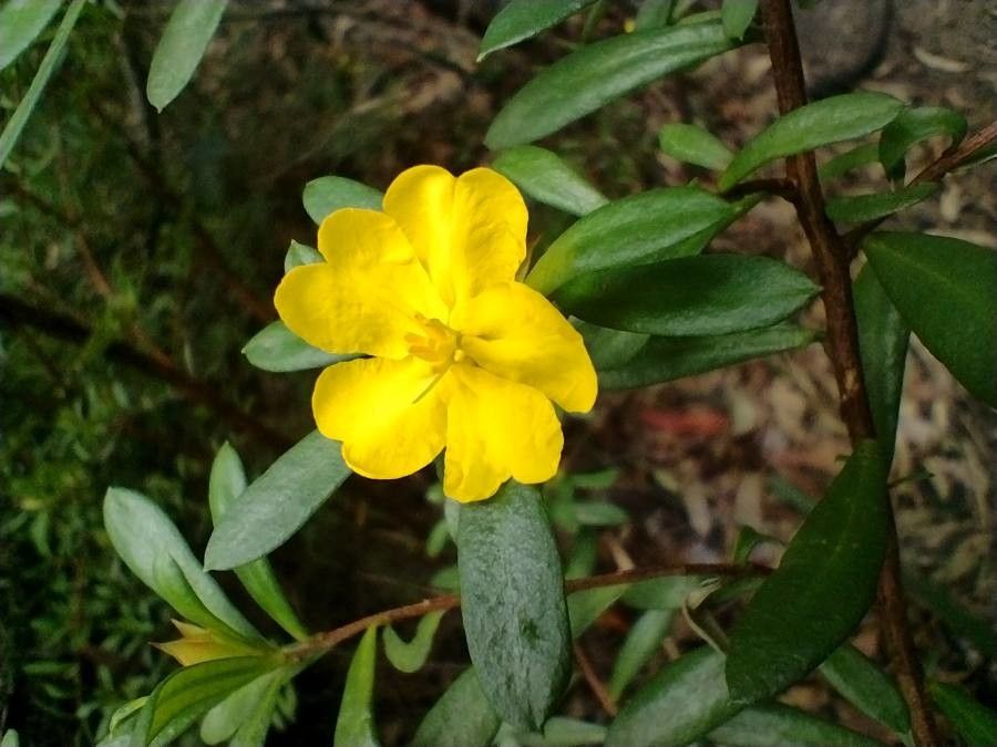 Hibbertia nitida — houseplant care guide